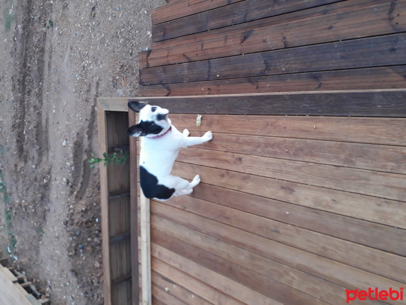 Fransız Bulldog, Köpek  Frida fotoğrafı