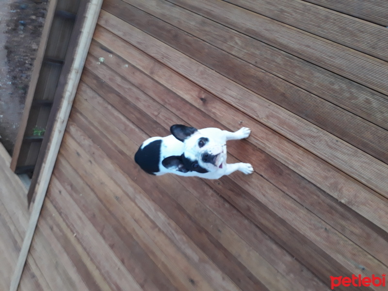 Fransız Bulldog, Köpek  Frida fotoğrafı