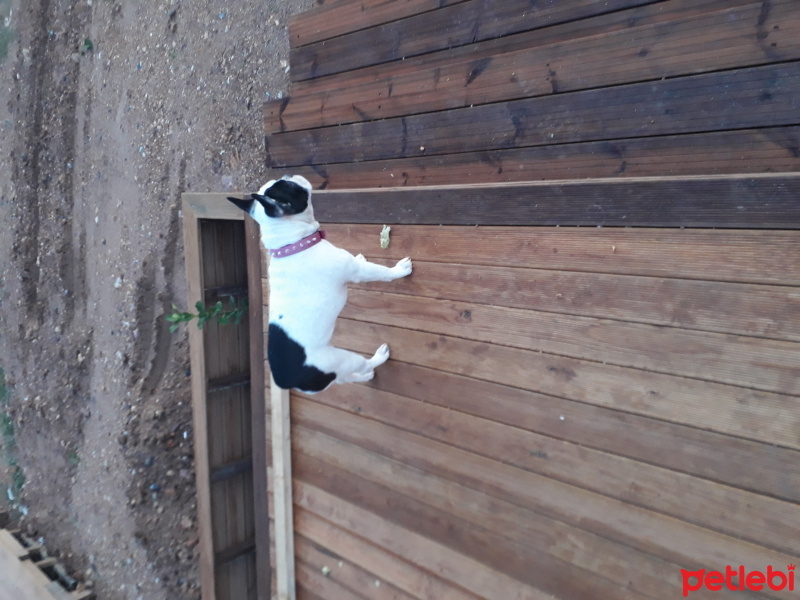 Fransız Bulldog, Köpek  Frida fotoğrafı