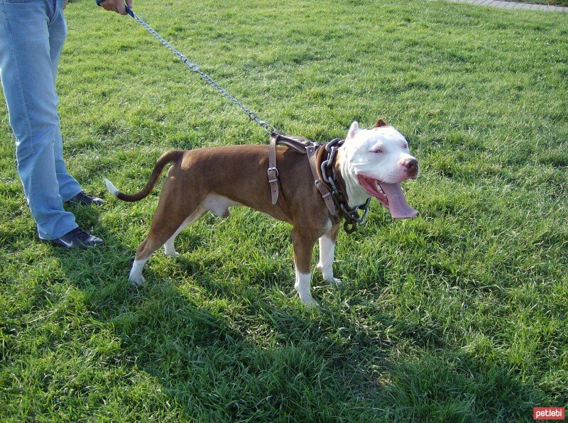 Amerikan Pitbull Terrier, Köpek  CASPER fotoğrafı