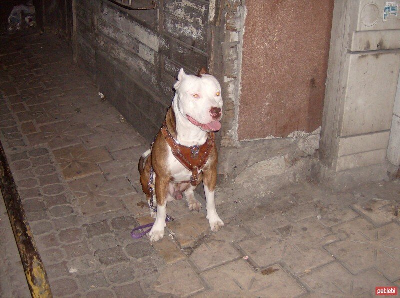 Amerikan Pitbull Terrier, Köpek  CASPER fotoğrafı