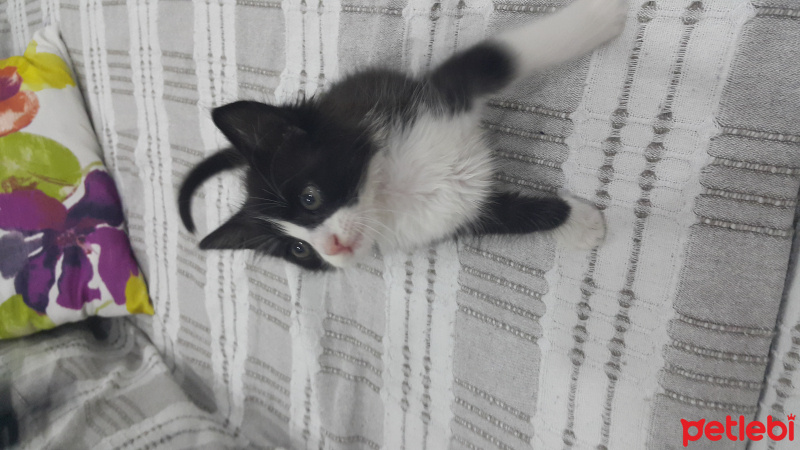 Tuxedo (Smokin) Kedi, Kedi  Panda fotoğrafı
