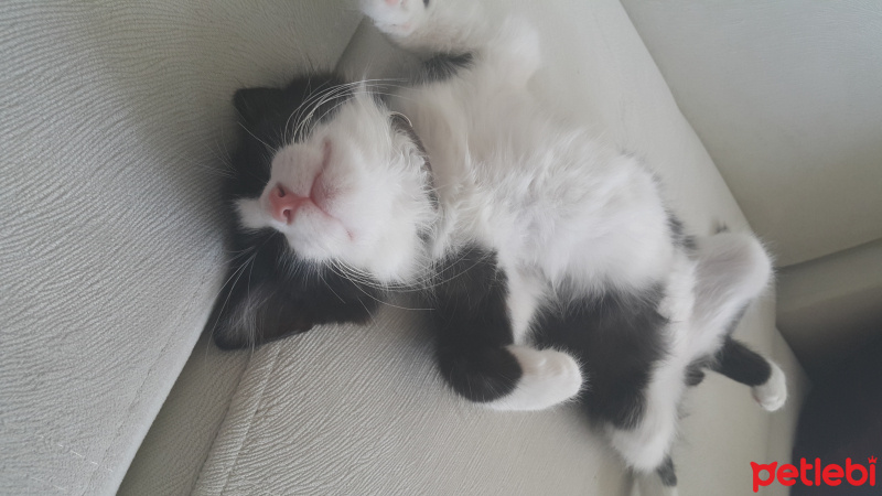 Tuxedo (Smokin) Kedi, Kedi  Panda fotoğrafı