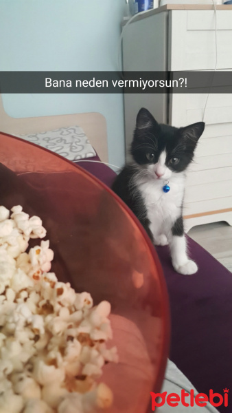 Tuxedo (Smokin) Kedi, Kedi  Panda fotoğrafı