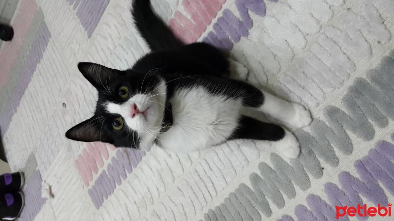 Tuxedo (Smokin) Kedi, Kedi  Panda fotoğrafı