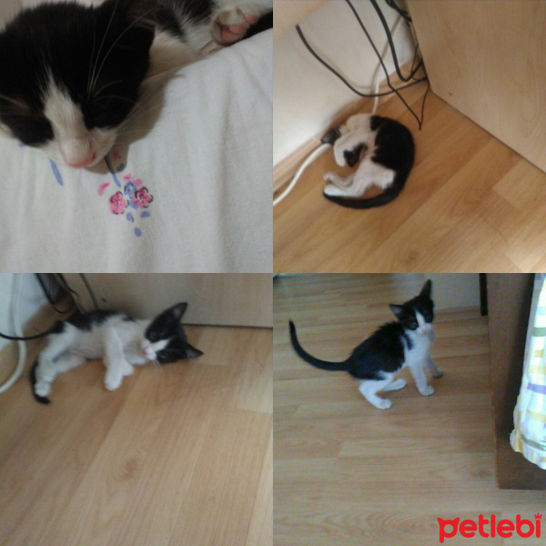 Tuxedo (Smokin) Kedi, Kedi  Prenses fotoğrafı