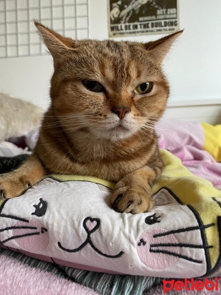 British Shorthair, Kedi  Bal fotoğrafı