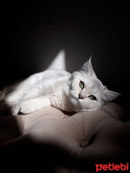 British Shorthair, Kedi  Müezza fotoğrafı