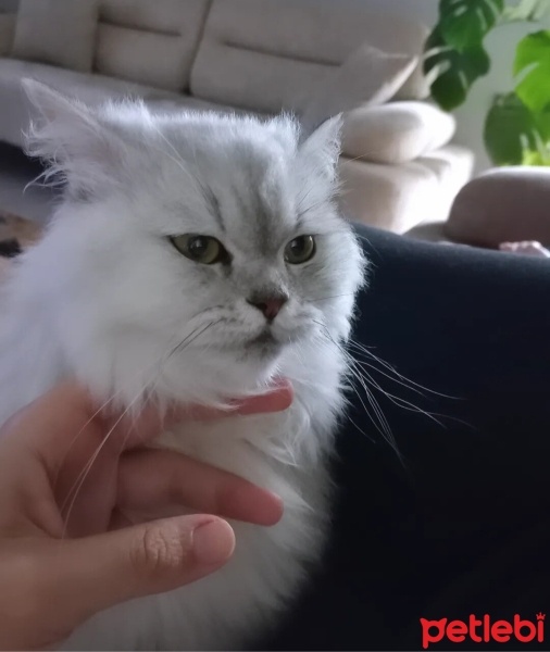 Chinchilla, Kedi  Duman fotoğrafı