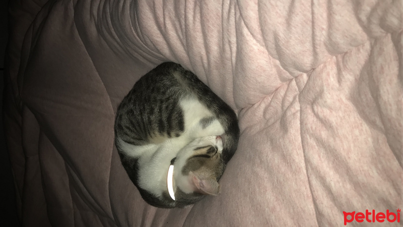 Tekir Kedi, Kedi  Leo fotoğrafı