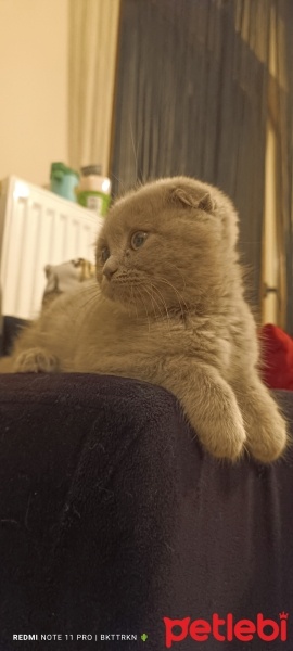 Scottish Fold, Kedi  Çakıl fotoğrafı