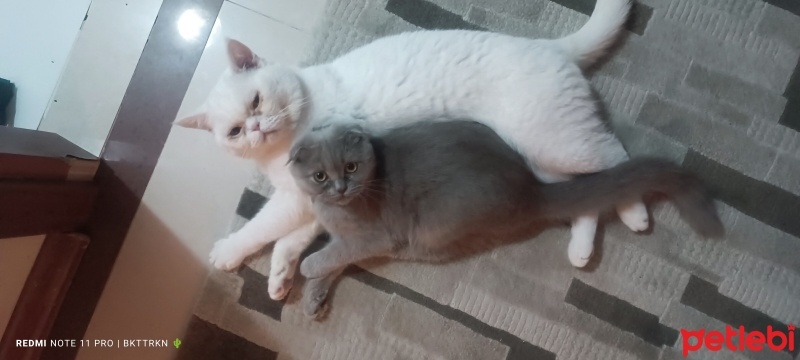 Scottish Fold, Kedi  Çakıl fotoğrafı