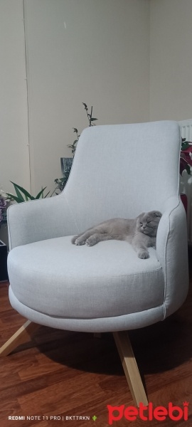 Scottish Fold, Kedi  Çakıl fotoğrafı