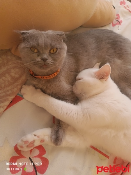 Scottish Fold, Kedi  Çakıl fotoğrafı