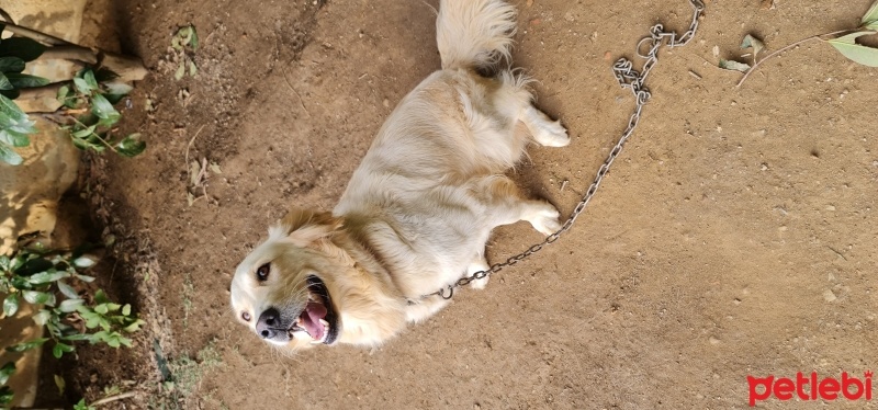 Golden Retriever, Köpek  Bal fotoğrafı