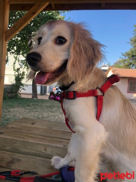 İngiliz Cocker Spaniel, Köpek  LUNA fotoğrafı