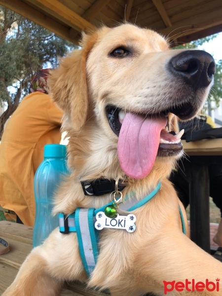 Golden Retriever, Köpek  LOKİ fotoğrafı
