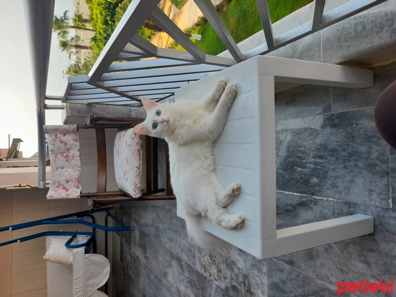 Ankara Kedisi, Kedi  Minnoş fotoğrafı