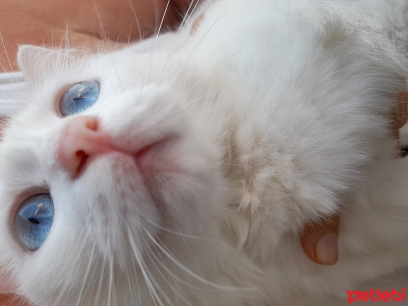 Ankara Kedisi, Kedi  Minnoş fotoğrafı