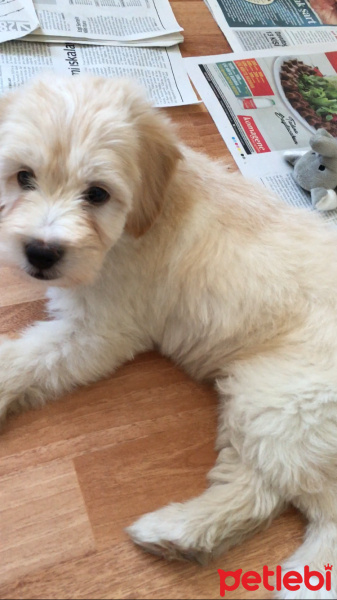 Maltese, Köpek  Sütlaç fotoğrafı