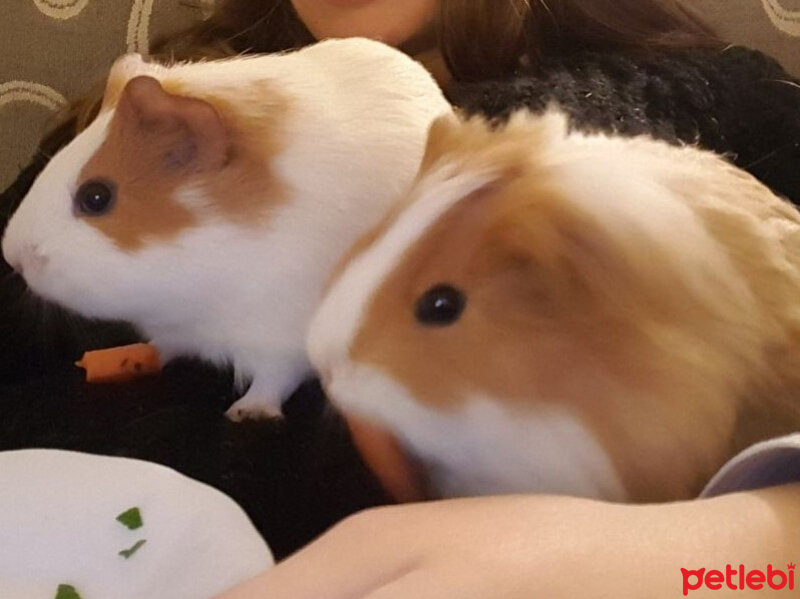 Guinea Pig, Kemirgen  Bıkbık , Piper fotoğrafı