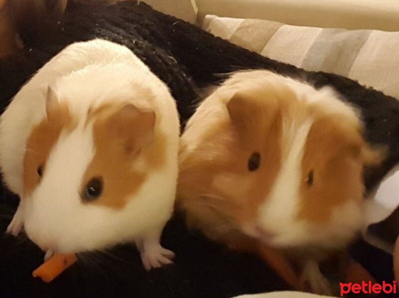 Guinea Pig, Kemirgen  Bıkbık , Piper fotoğrafı