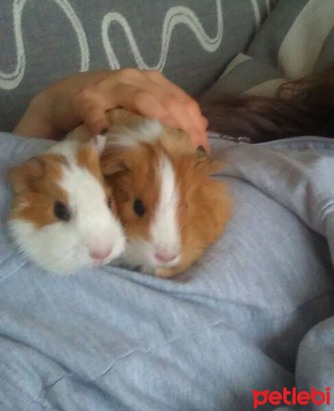 Guinea Pig, Kemirgen  Bıkbık , Piper fotoğrafı