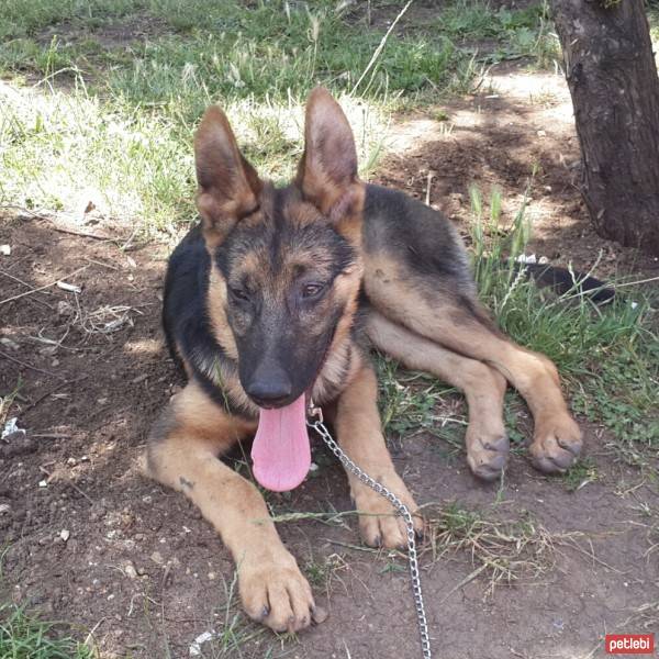 Alman Spanieli, Köpek  Şila fotoğrafı