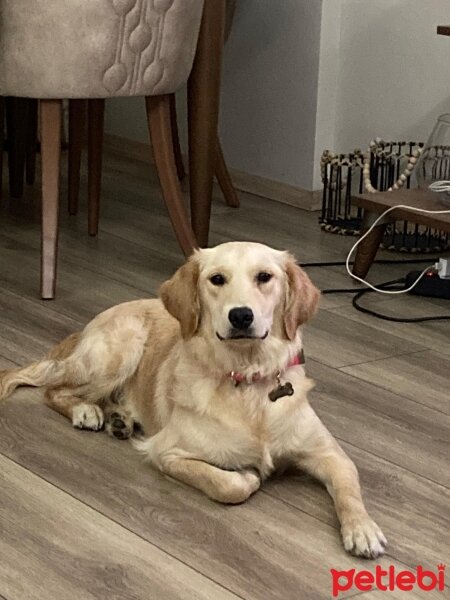 Golden Retriever, Köpek  Lessie fotoğrafı