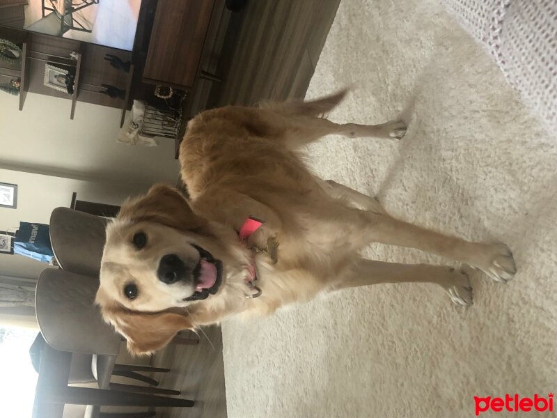 Golden Retriever, Köpek  Lessie fotoğrafı