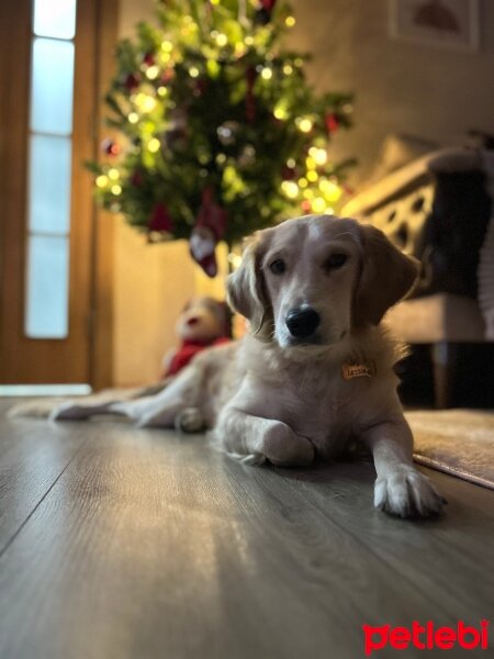 Golden Retriever, Köpek  Lessie fotoğrafı