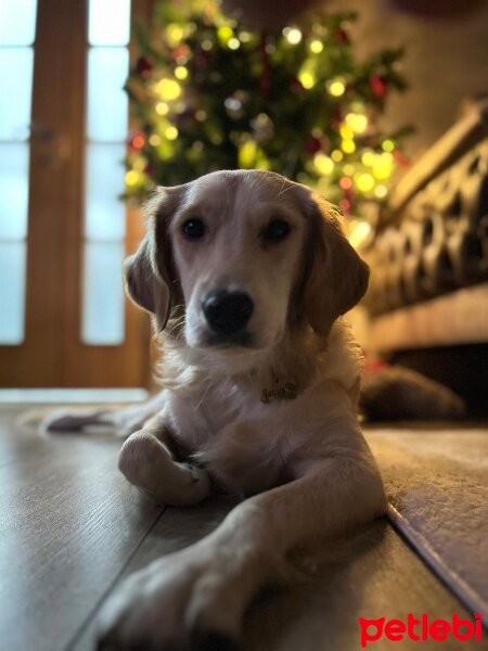 Golden Retriever, Köpek  Lessie fotoğrafı