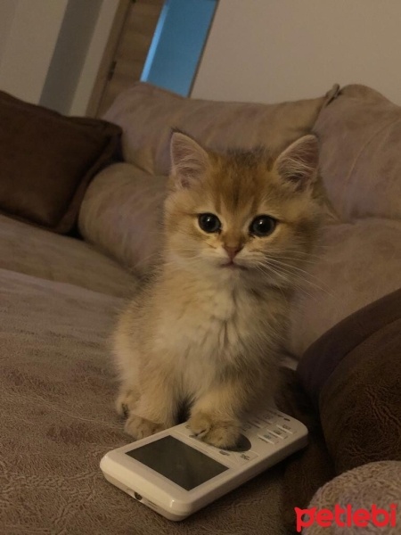 Scottish Fold, Kedi  Paşa fotoğrafı