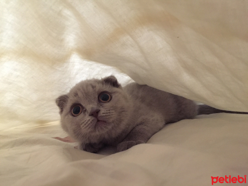 Scottish Fold, Kedi  Lady fotoğrafı