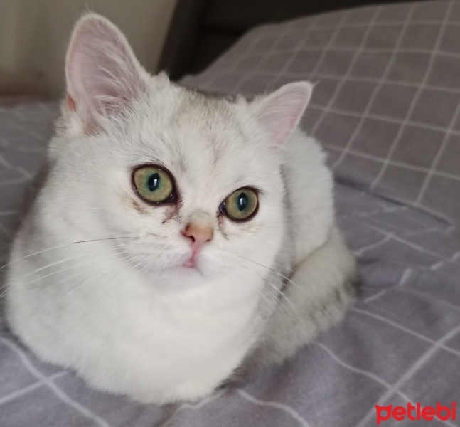 British Shorthair, Kedi  Luna fotoğrafı