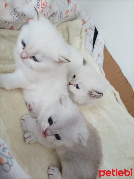 British Shorthair, Kedi  Küçük yaramazlar fotoğrafı