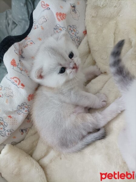 British Shorthair, Kedi  Küçük yaramazlar fotoğrafı