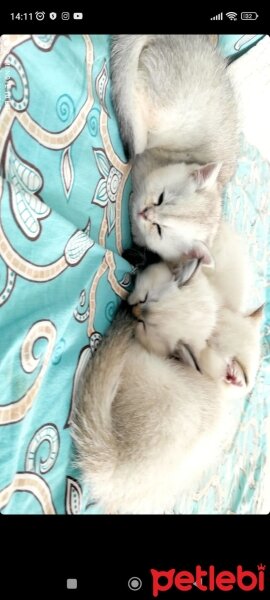 British Shorthair, Kedi  Küçük yaramazlar fotoğrafı