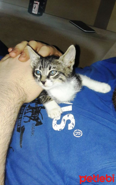 Tekir Kedi, Kedi  Miço fotoğrafı