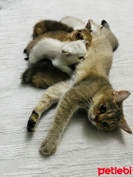 Scottish Fold, Kedi  Minnoş fotoğrafı