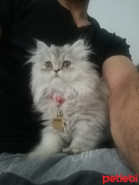 Chinchilla, Kedi  Yumak fotoğrafı