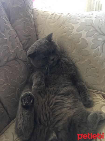 British Shorthair, Kedi  Boss fotoğrafı