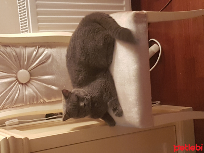British Shorthair, Kedi  Boss fotoğrafı
