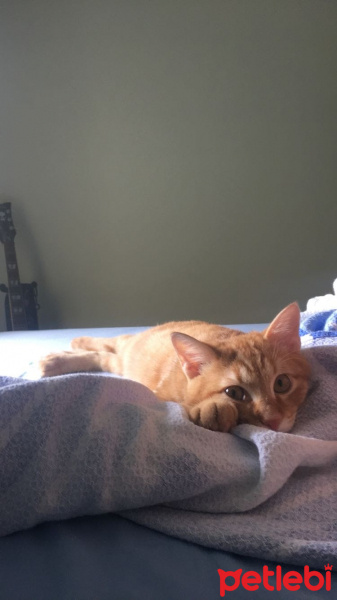 Tekir Kedi, Kedi  Zencefil  fotoğrafı