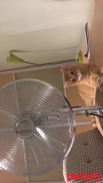 Tekir Kedi, Kedi  Zencefil  fotoğrafı