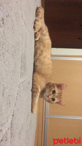 Tekir Kedi, Kedi  Zencefil  fotoğrafı