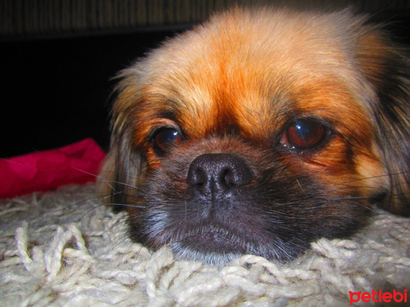 Pekingese, Köpek  chucky fotoğrafı