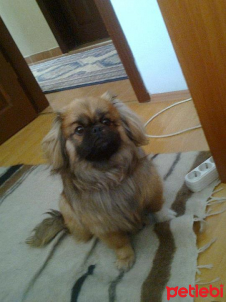 Pekingese, Köpek  chucky fotoğrafı