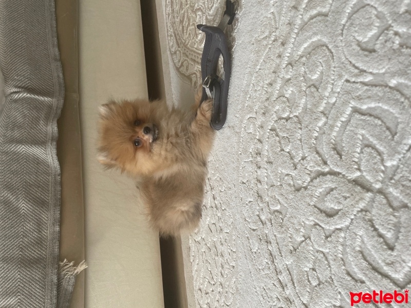 Pomeranyalı, Köpek  popsy fotoğrafı