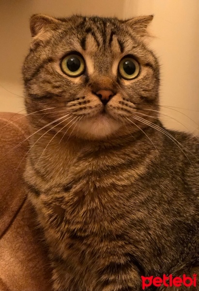 Scottish Fold, Kedi  Nazlı fotoğrafı